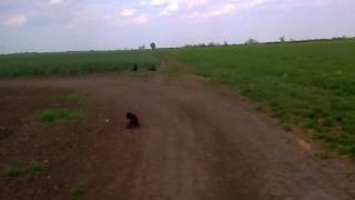 Ciko Carnog,Tisa Aus Krekemburg,Faruk Vom Rexon Forst....odloznost Malo...