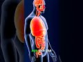 Das macht Zucker mit deinen Nieren #gesundheit #zucker #nieren
