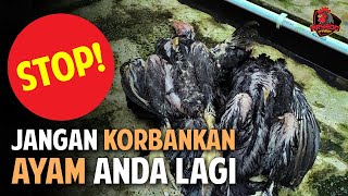 Stop Dont Sacrifice Your Chickens Theyre Not Guinea Pigs