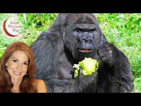 Videó: Ehetsz gorilla ogót?