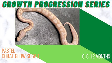 Pastel Coral Glow Sugar Ball Python 0, 6, 12 month-Growth Progression Series