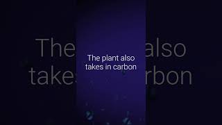 How Does Photosynthesis Work