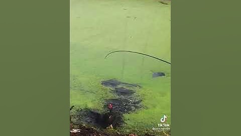 câu lure trên hồ rêu xanh gặp cá lóc cực khủng | tâp 13 | câu cá tv