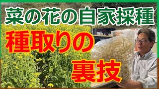 菜の花の自家採取　種取りの裏技 #家庭菜園 #農ある暮らし