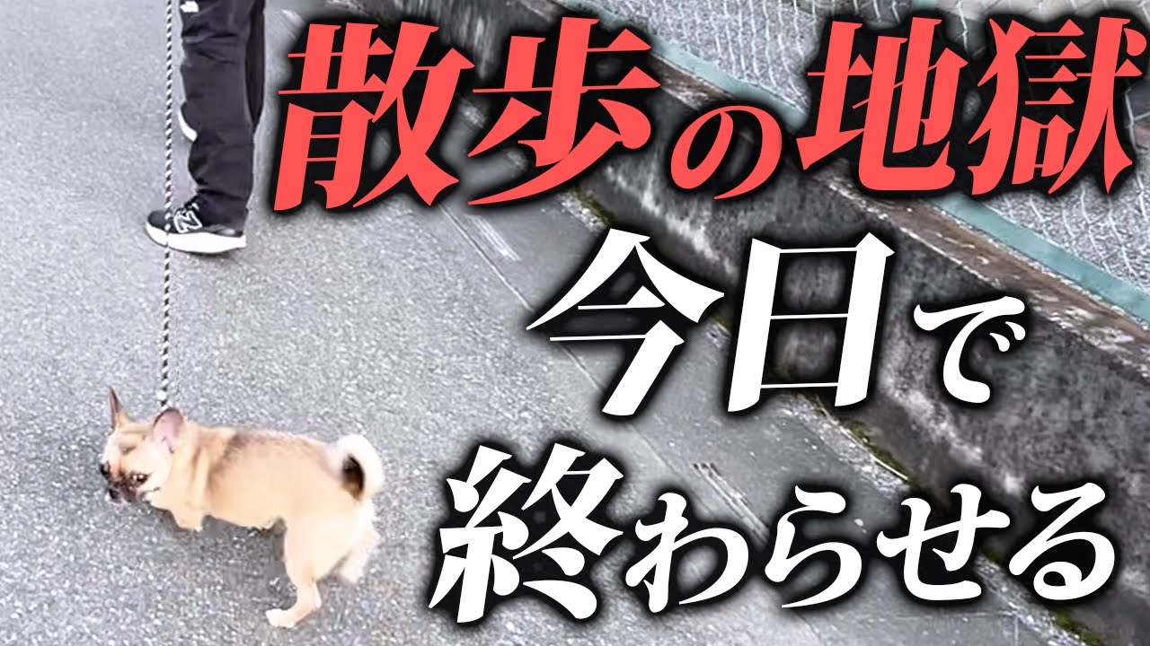 【散歩ひっぱり、興奮】SNSでは話せなかった…犬の散歩トレーニング“裏メソッド”を初公開