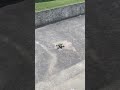 5" FPV Full Throttle Crash 💥