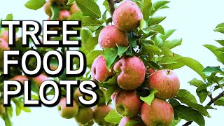 Why You Should Plant TREE FOOD PLOTS for Better Deer hunting