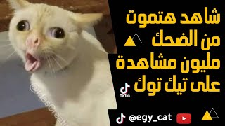 قطط مضحكه😂هتموت من الضحك مع القط المصري 😂😂