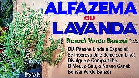 Como cuidar alfazema em vaso?