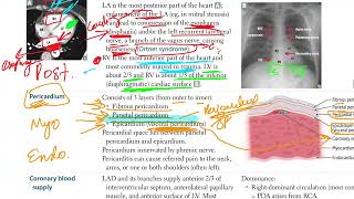 USMLE - CVS Cardiovascular Anatomy USMLE (USMLE Step 1)