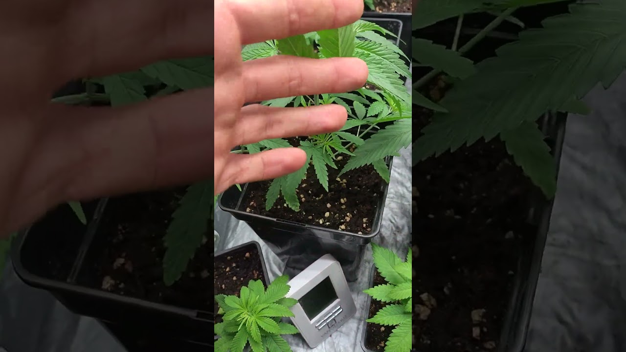 primeras podas apicales 