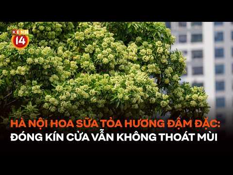 Milk flower season in Hanoi: Overwhelming fragrance forces residents to spray trees and keep door...