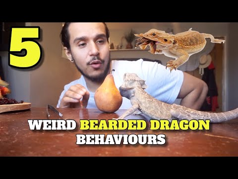 5 More Weird Bearded Dragon Behaviours You Didn't Know About!