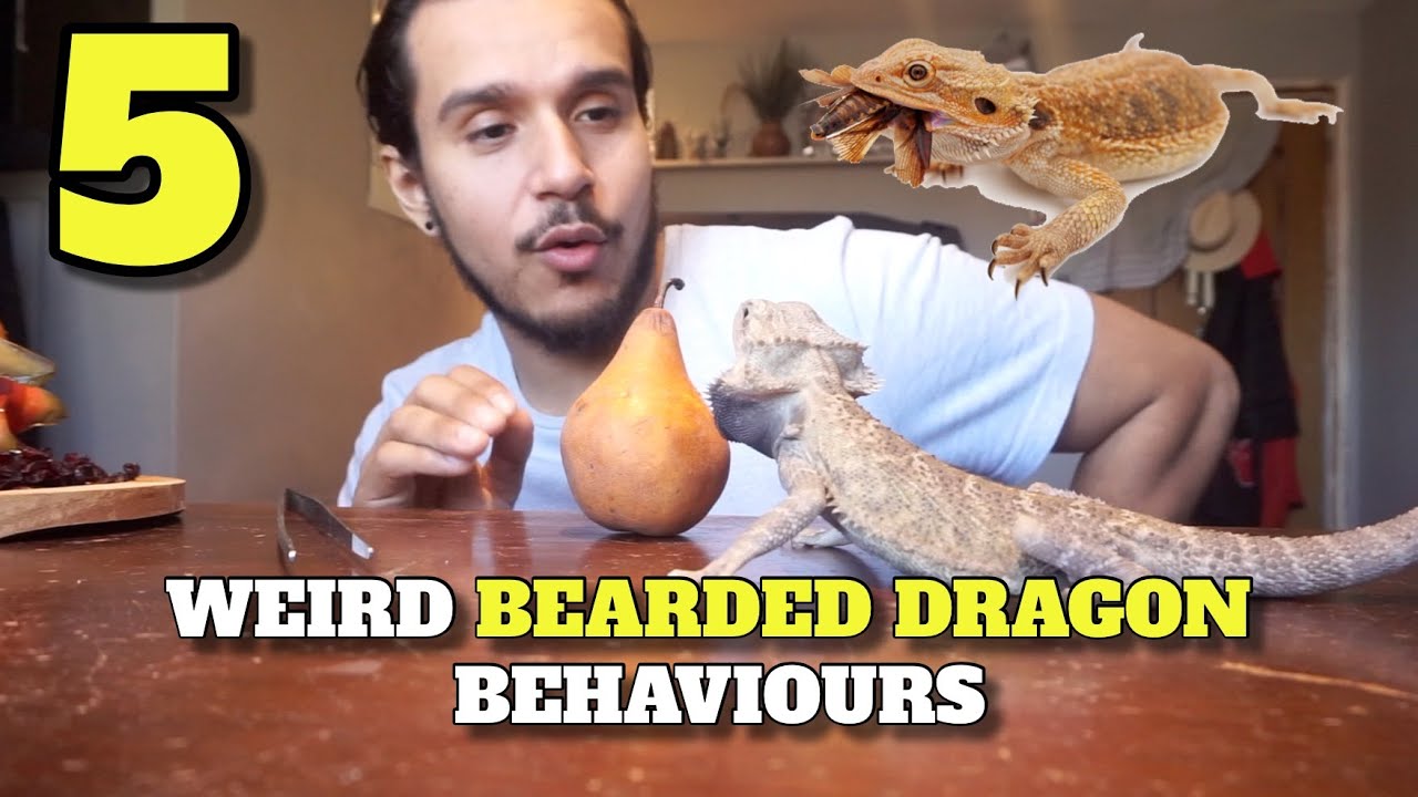 5 More Weird Bearded Dragon Behaviours You Didn't Know About!