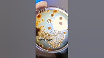 Dit beton REPAREERT zichzelf?! De toekomst van de bouw!