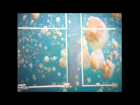 Saine - Elements