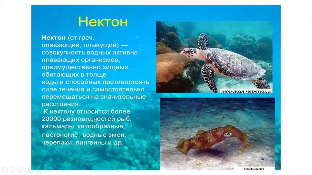 Презентация жизнь в океане 6 класс. Нектон бентос. Нектон мирового океана. Нектон организмы. Живые организмы в Водах мирового океана.