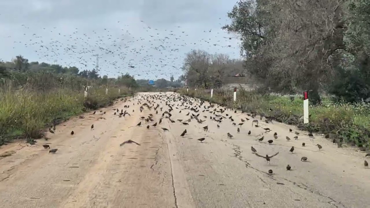 My car meets a flock of starlings along a country road :)