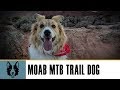 Moab Mountain Bike Dog - Moab Brand Trails