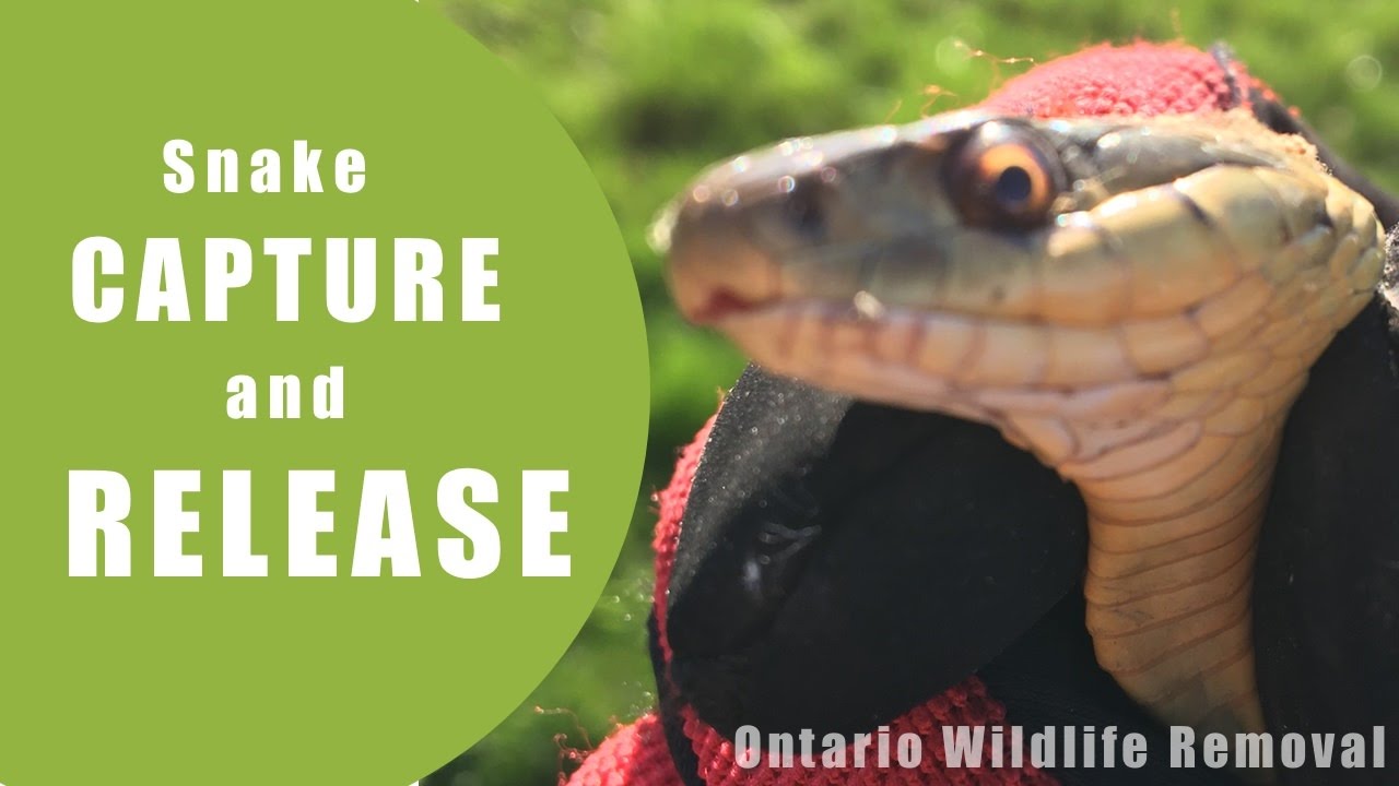 wildlife removal columbus ohio Paris Ontario Snake Removal From Home