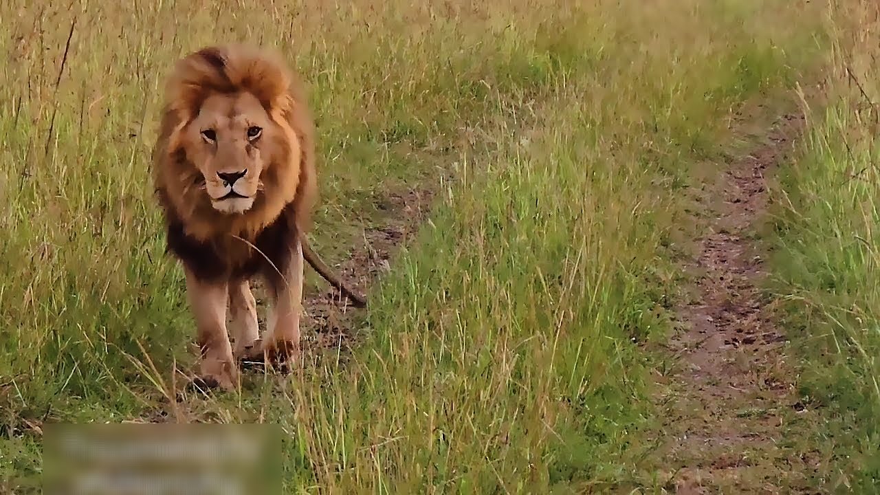 Oloimina Black Rock Male Lion Patrolling but Limping | Masaimara | 19 June 2025
