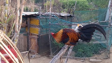 Qaib qus zoo nkauj npaj siab mu dib qaib