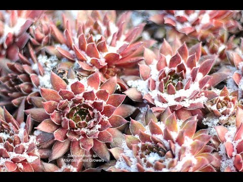 Video: Vetplanttijd in het noordwesten van de VS - Vetplanten kweken in het noordwesten