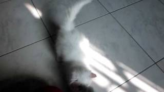 MVI_2454.AVI