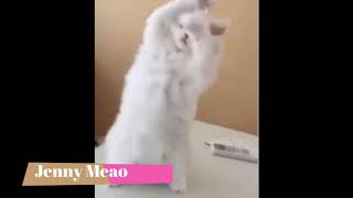 Kucing joget apa salah ku....😀😀