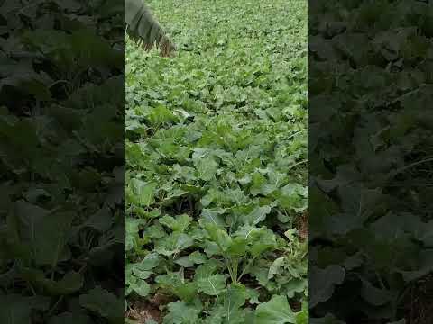 Wonderful African Kales Youtubecreatorcommunity Farming
