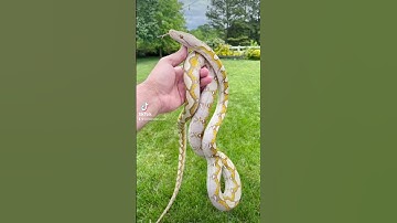 Amazing Renick Ghost Reticulated Python