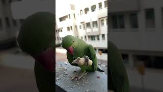 Wild Green Parrot in Dubai