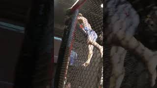 レスリング全国3位。時田一生の痛烈エルボーTKO【PANCRASE367】