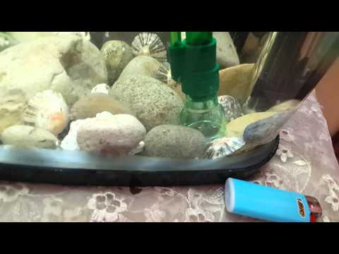 test-de-mon-aspirateur-de-fond-sera-cleaner-www.aquariophilie.ma