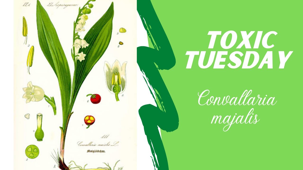 Convallaria Majalis - Lily of the Valley