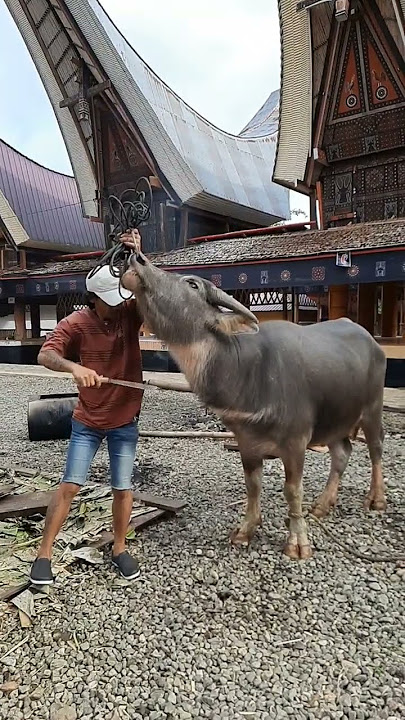 cara eksekusi kerbau di suku Toraja