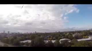 Hawk Attacks Quadcopter (Hawk vs. Drone)
