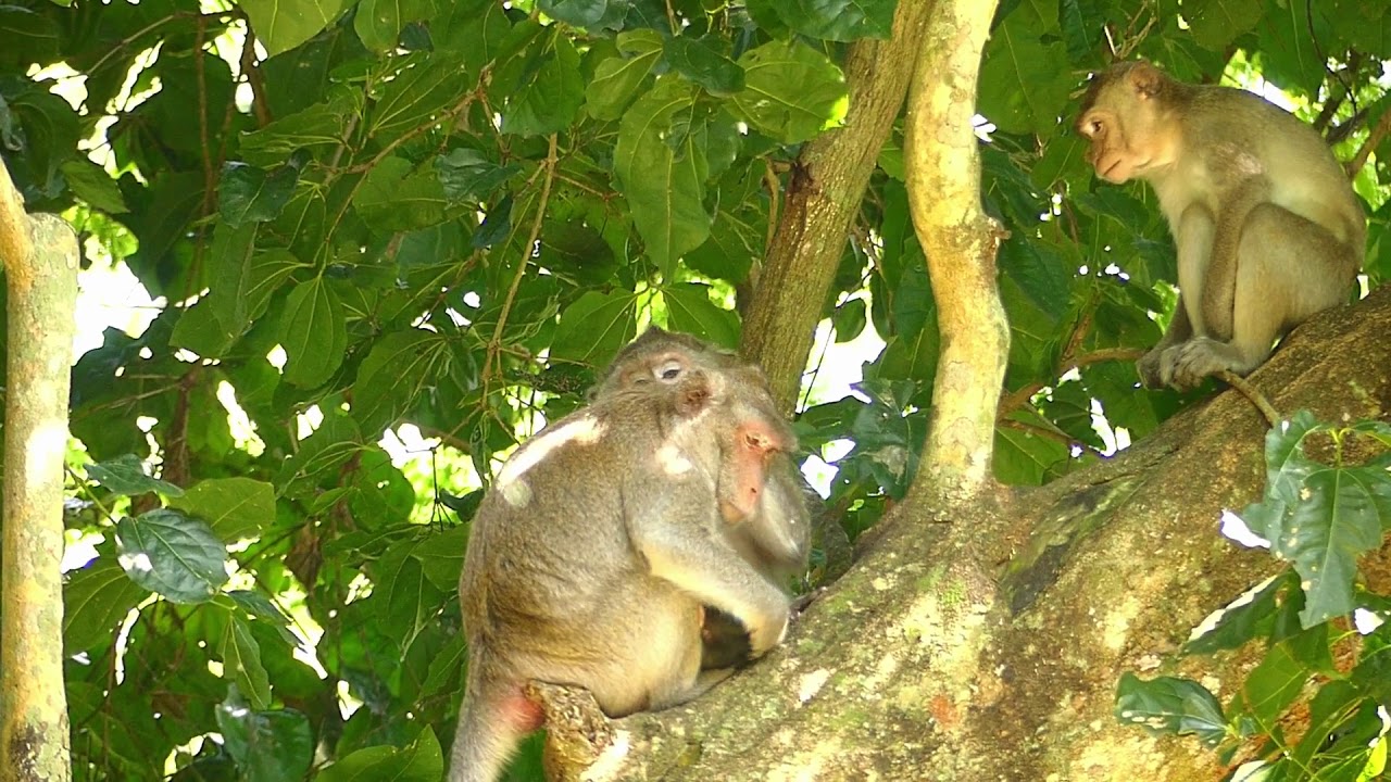 Janna hungry request milk mother on Tree | Newborn Babies