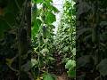 Insane Cucumber Farm Growth in 30 Seconds 🥒🔥 #Shorts #tranding #ai #plantgrowth #cucumber
