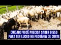 OS SEGREDOS DA RECRIA LUCRATIVA NA FAZENDA