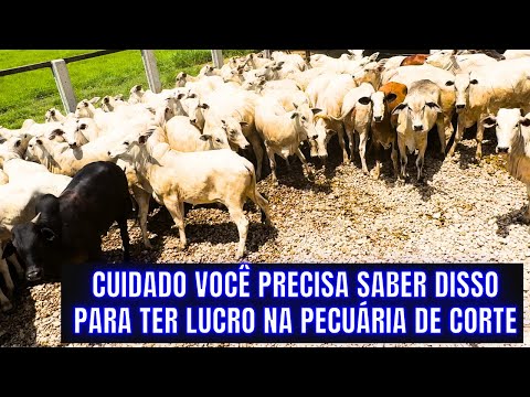 OS SEGREDOS DA