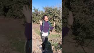 Tarlada Oyun Havası Oynayan Roman Tiktok Roman Efsaneleri.