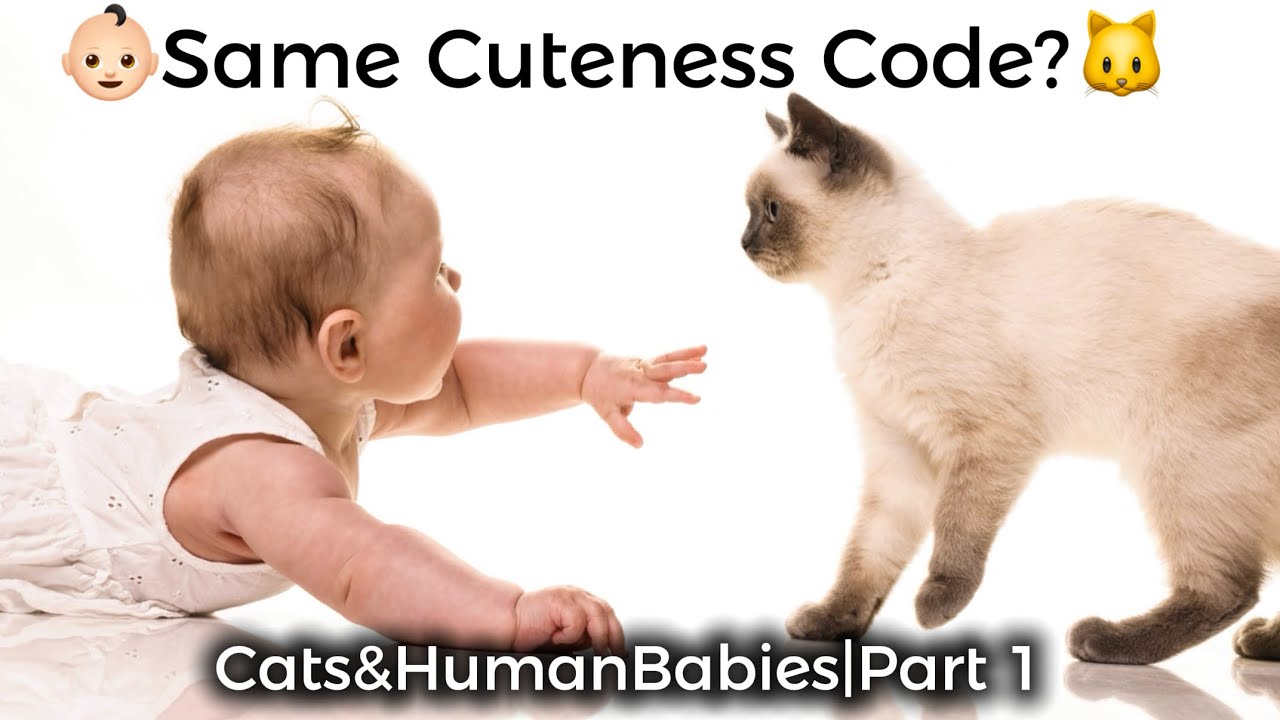 Why Cats and Human Babies Are So Alike | The Secret Code Behind Their Cuteness