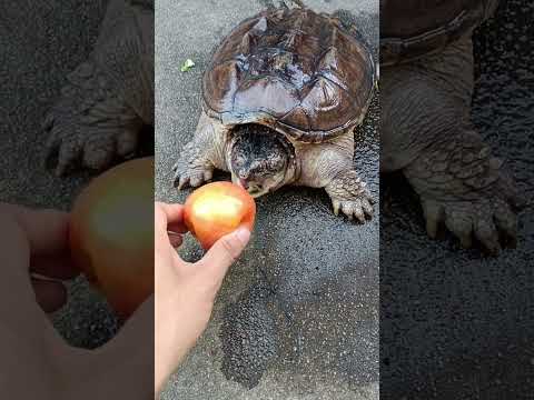 Alligator Snapping Turtle Eating Apple and Cucumbers | #shorts #tortoise #turtle