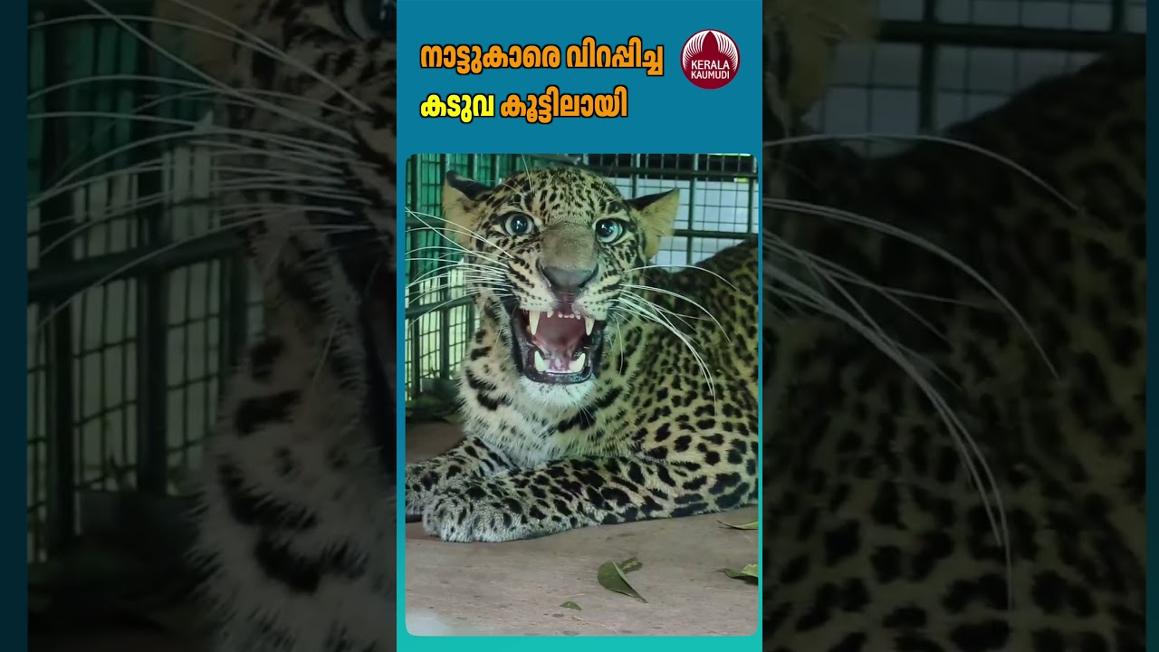 നാട്ടുകാരെ വിറപ്പിച്ച പുലി ഒടുവിൽ കൂട്ടിലായ #LeopardCapture #WildlifeNews