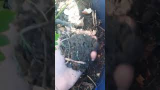 "How Eggshells and Bananas Can Transform Your Garden: A Nutrient-Packed Solution" #viral