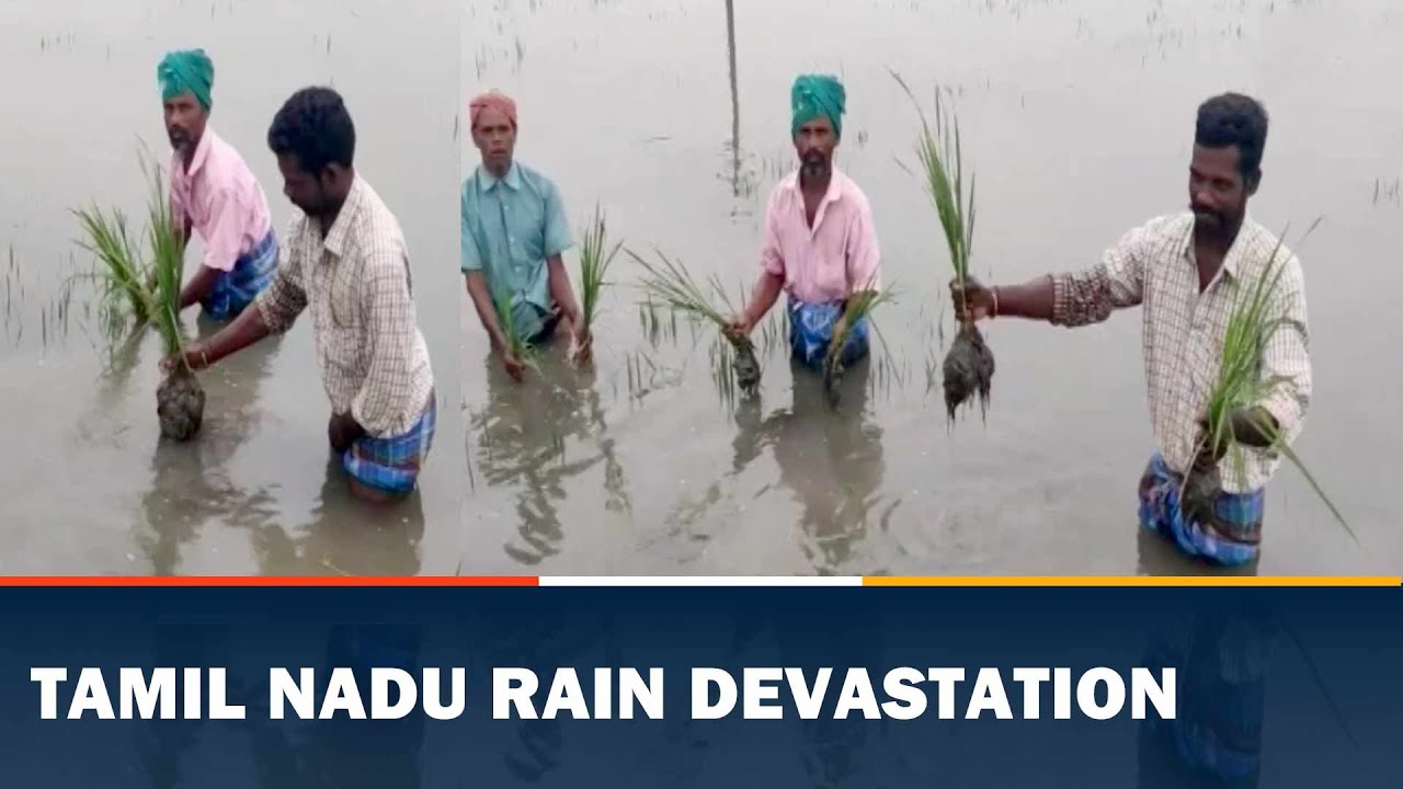 Heavy Rain In Tamil Nadu Destroys Acres Of Paddy Feilds - YouTube