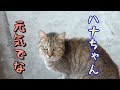 野良猫ハナちゃん外の世界に戻る