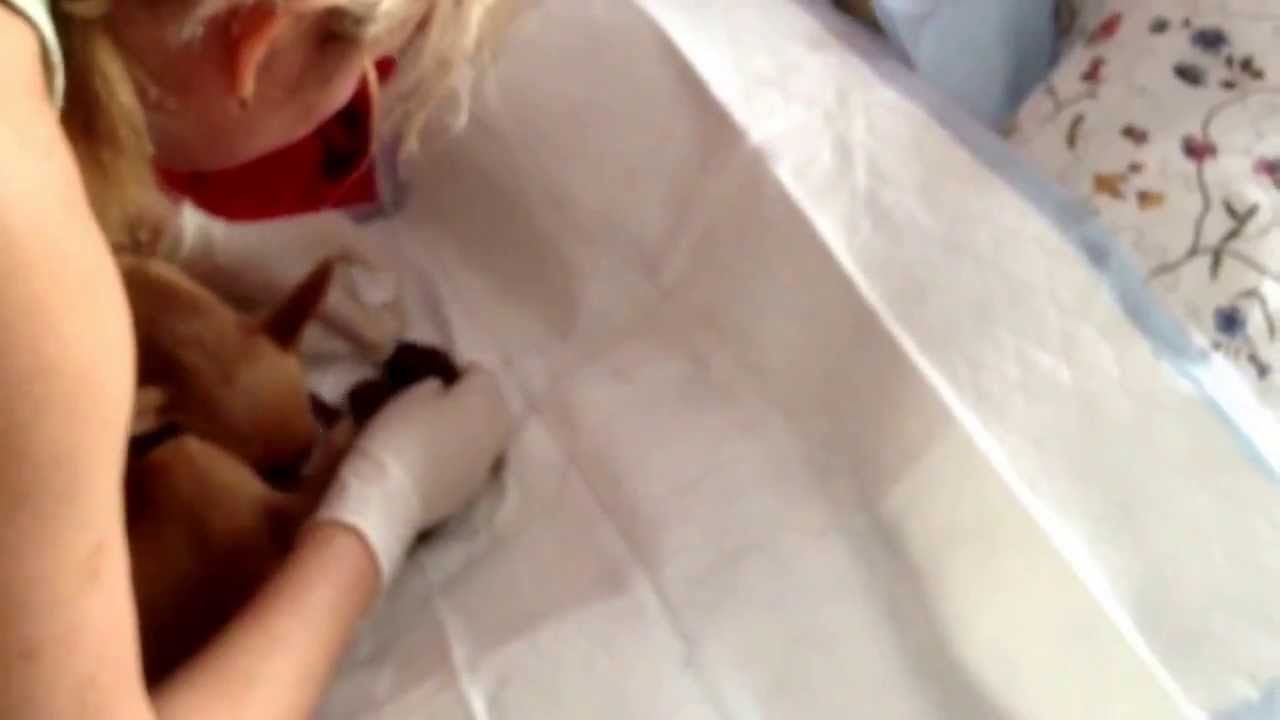 Первые роды у нашей чихуахуа . Мы справились !