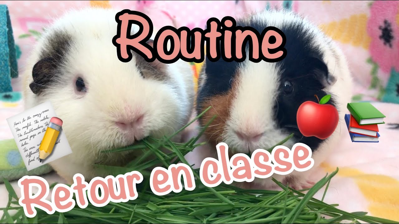 Routine retour à l'école avec les cochons d'inde